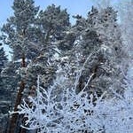 ����� ����� ����� 12-������� ���������� �������?