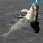 �������� ��������� ������ �����